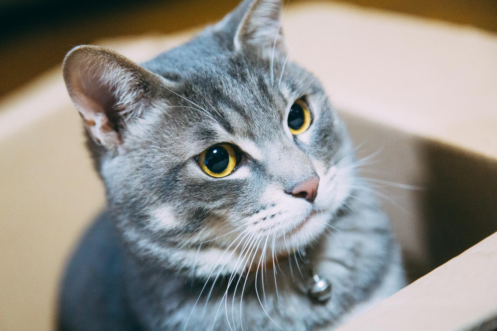 猫の画像